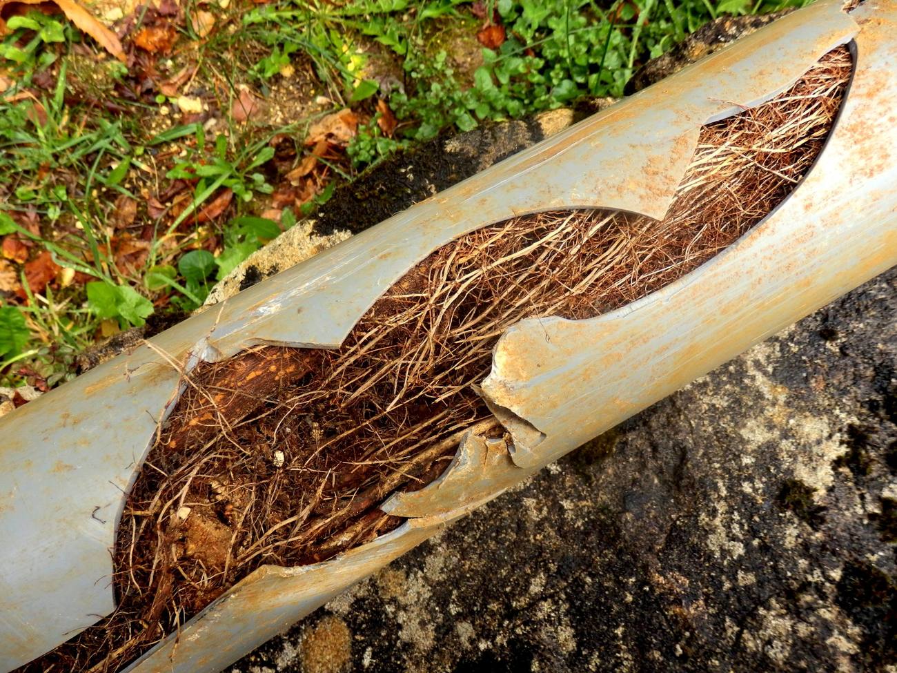 A sewer pipe cut open revealing dense tree-root intrusion packed inside the line
