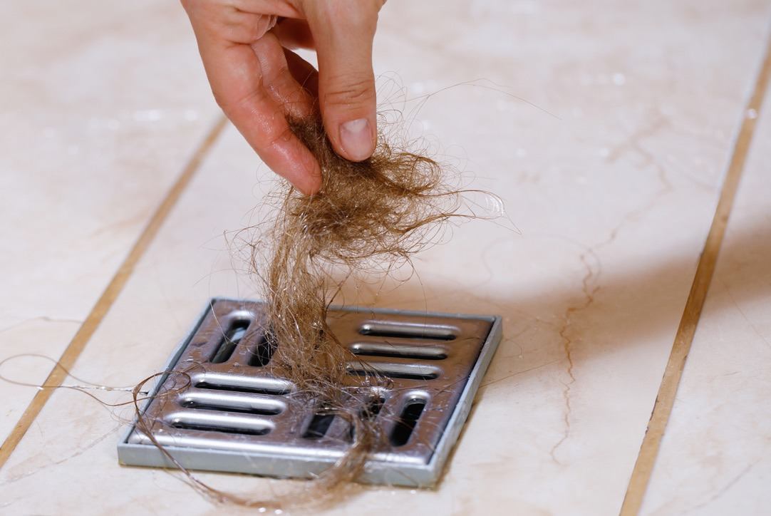 A clump of hair pulled from a clogged shower drain